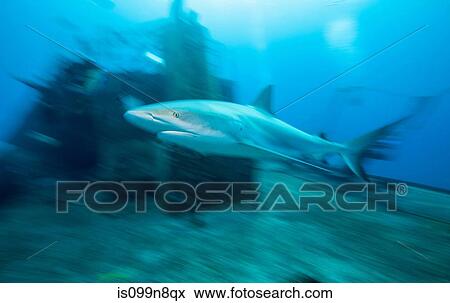 Stock Photo - Caribbean Reef Shark and Wreck. Fotosearch