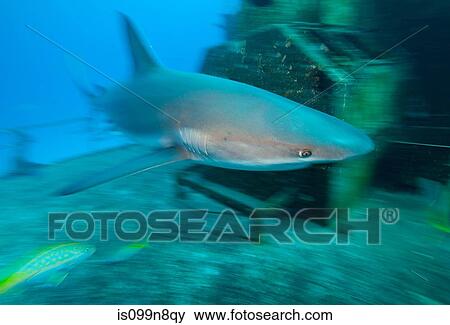 Caribbean Reef Shark and Wreck View Large Photo Image Stock Photo - Caribbean Reef Shark and Wreck. Fotosearch