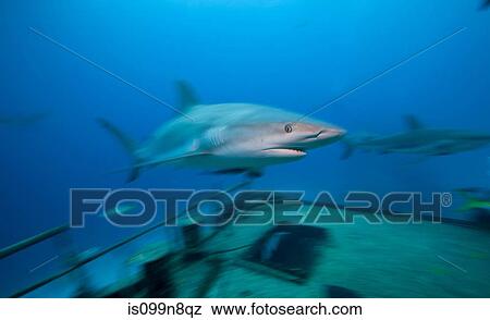 Stock Photo - Caribbean Reef Shark and Wreck. Fotosearch