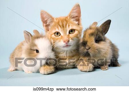Stock Photography - Cat and rabbits. Fotosearch