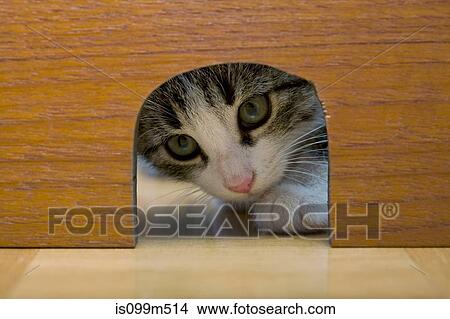 Cat peeking through mouse hole View Large Photo Image Picture - Cat peeking through mouse hole. Fotosearch
