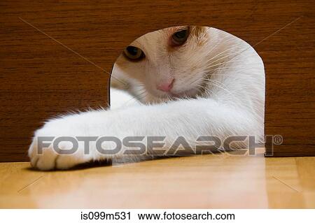 Cat reaching paw through mouse hole View Large Photo Image Stock Image - Cat reaching paw through mouse hole. Fotosearch