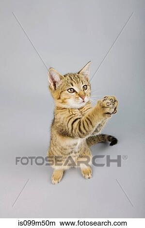 Picture - Cat standing on back legs. Fotosearch
