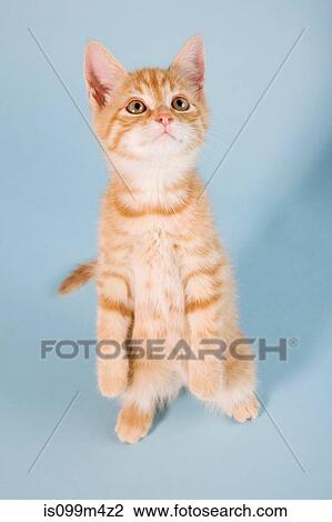 Stock Image - Cat standing on back legs. Fotosearch