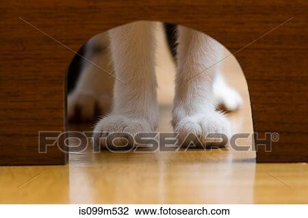 Cats paws and mouse hole View Large Photo Image Stock Image - Cats paws and mouse hole. Fotosearch