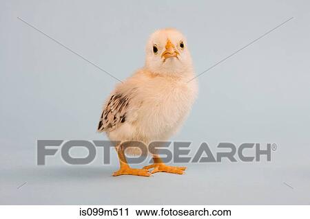 Chick, studio shot View Large Photo Image Stock Image - Chick, studio shot. Fotosearch