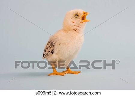 Chick, studio shot View Large Photo Image Stock Image - Chick, studio shot. Fotosearch