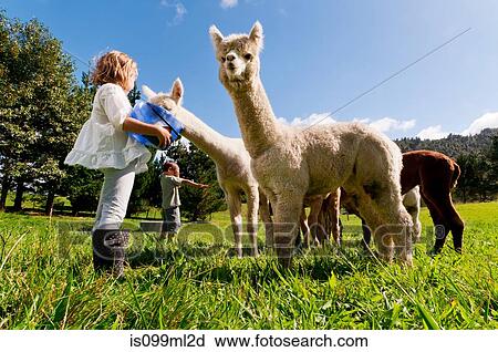Children feeding alpacas in field View Large Photo Image Stock Image - Children feeding alpacas in field. Fotosearch