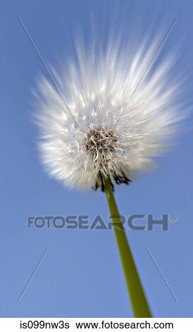 Close up of dandelion clock View Large Photo Image Stock Photograph - Close up of dandelion clock. Fotosearch