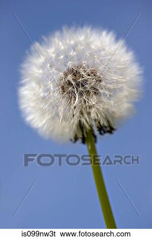 Close up of dandelion clock View Large Photo Image Stock Photograph - Close up of dandelion clock. Fotosearch