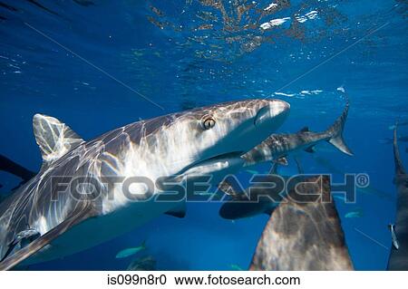 Closeup of Caribbean Reef Shark View Large Photo Image Stock Image - Closeup of Caribbean Reef Shark. Fotosearch