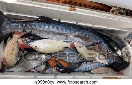 Cooler Full of Fish for Chum View Large Photo Image Stock Photo - Cooler Full of Fish for Chum. Fotosearch