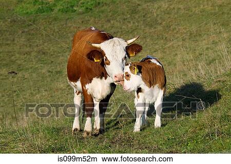 Cow and calf in field View Large Photo Image Picture - Cow and calf in field. Fotosearch