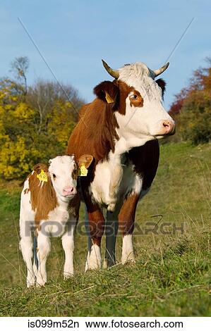 Cow and calf in field View Large Photo Image Picture - Cow and calf in field. Fotosearch