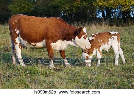 Cow and calf in field View Large Photo Image Stock Photography - Cow and calf in field. Fotosearch