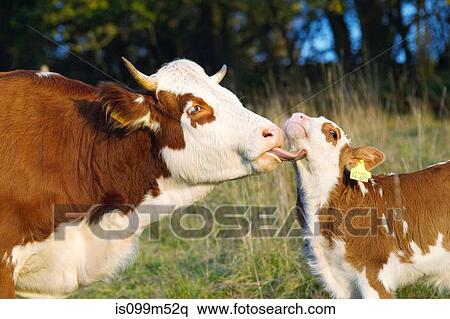 Cow licking calf View Large Photo Image Stock Photography - Cow licking calf. Fotosearch