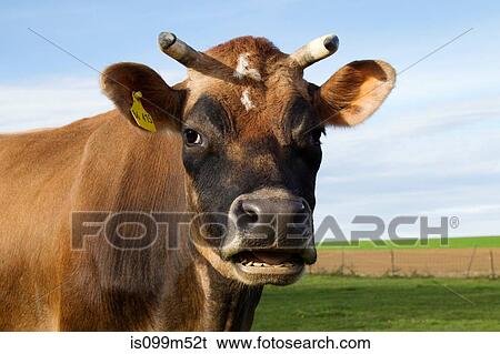 Cow looking at camera View Large Photo Image Stock Photograph - Cow looking at camera. Fotosearch