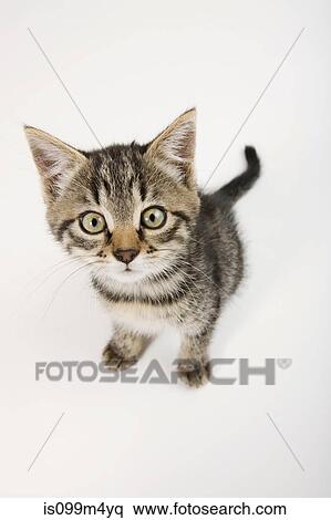 Cute kitten looking at camera View Large Photo Image Stock Photography - Cute kitten looking at camera. Fotosearch