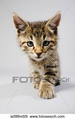 Cute kitten View Large Photo Image Stock Photograph - Cute kitten. Fotosearch