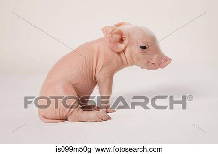 Cute piglet, studio shot View Large Photo Image Stock Image - Cute piglet, studio shot. Fotosearch