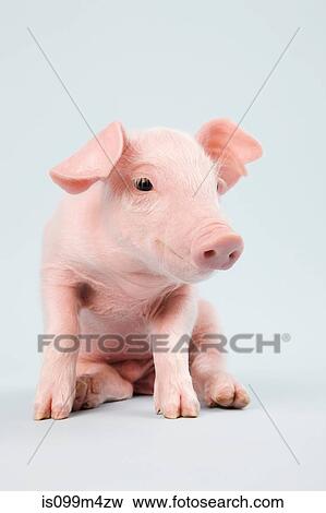 Cute piglet, studio shot View Large Photo Image Stock Photo - Cute piglet, studio shot. Fotosearch