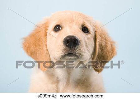 Stock Image - Cute puppy close up, portrait. Fotosearch