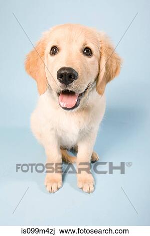 Cute puppy high angle, portrait View Large Photo Image Stock Image - Cute puppy high angle, portrait. Fotosearch