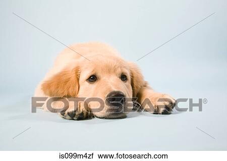 Stock Image - Cute puppy lying down, portrait. Fotosearch