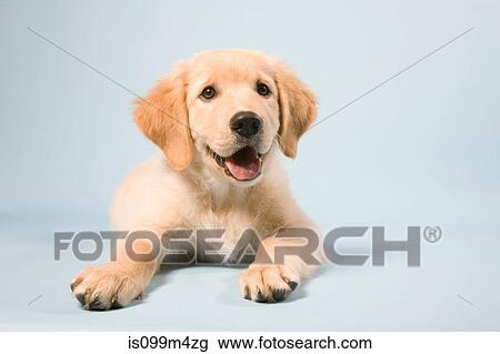 Stock Image - Cute puppy lying down, portrait. Fotosearch