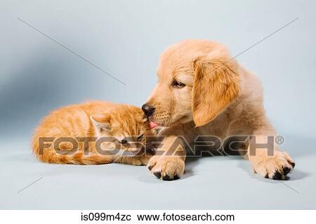 Dog and cat lying down, portrait View Large Photo Image Stock Image - Dog and cat lying down, portrait. Fotosearch