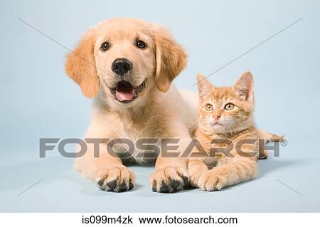 Stock Image - Dog and cat lying down, portrait. Fotosearch