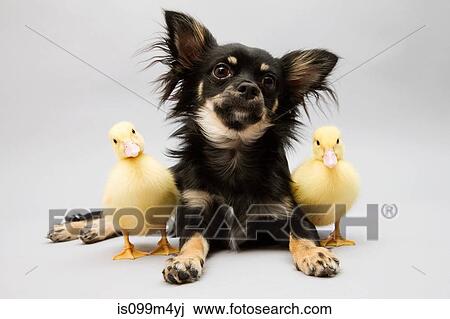 Dog and ducklings, portrait View Large Photo Image Stock Image - Dog and ducklings, portrait. Fotosearch
