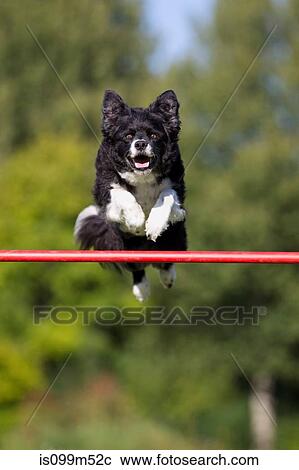 Stock Image - Dog jumping over bar. Fotosearch