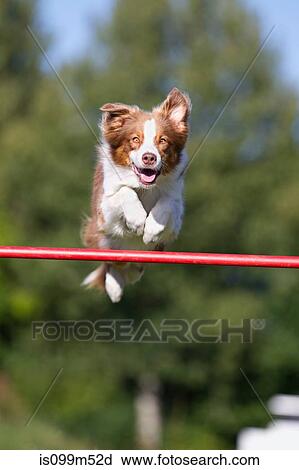 Dog jumping over bar View Large Photo Image Stock Image - Dog jumping over bar. Fotosearch