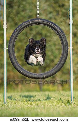 Dog jumping through tyre View Large Photo Image Stock Image - Dog jumping through tyre. Fotosearch