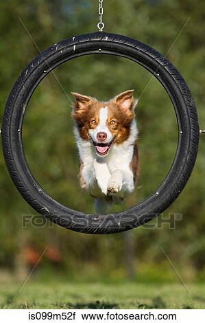 Dog jumping through tyre View Large Photo Image Stock Image - Dog jumping through tyre. Fotosearch