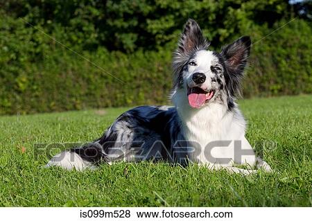Dog lying on grass View Large Photo Image Stock Photo - Dog lying on grass. Fotosearch