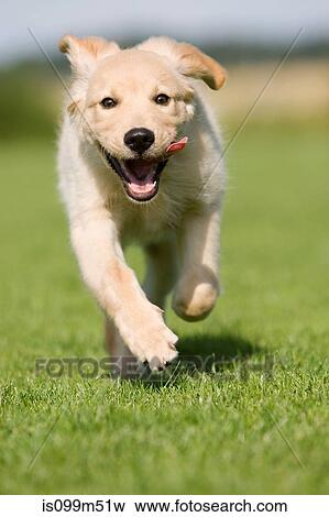 Stock Photo - Dog running on grass. Fotosearch