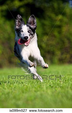 Dog running on grass View Large Photo Image Stock Photo - Dog running on grass. Fotosearch