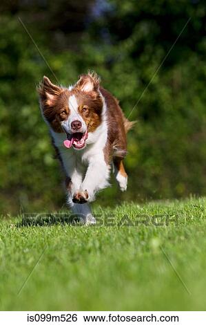 Dog running on grass View Large Photo Image Stock Photograph - Dog running on grass. Fotosearch