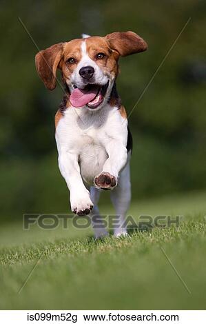 Dog running on grass with tongue out View Large Photo Image Stock Image - Dog running on grass with tongue out. Fotosearch