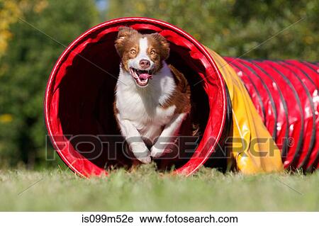 Dog running through tunnel View Large Photo Image Stock Image - Dog running through tunnel. Fotosearch