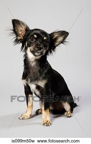 Dog sitting down, portrait View Large Photo Image Stock Photo - Dog sitting down, portrait. Fotosearch