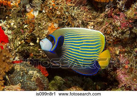 Emperor angelfish, Maldives View Large Photo Image Stock Image - Emperor angelfish, Maldives. Fotosearch