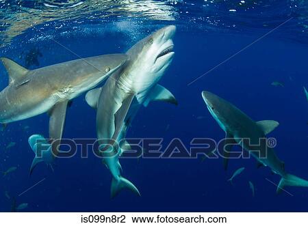 Feeding Caribbean Reef Sharks View Large Photo Image Stock Image - Feeding Caribbean Reef Sharks. Fotosearch