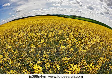 Field of oilseed rape in spring View Large Photo Image Picture - Field of oilseed rape in spring. Fotosearch