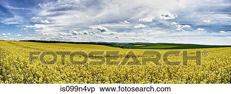 Field of oilseed rape in spring View Large Photo Image Stock Photography - Field of oilseed rape in spring. Fotosearch