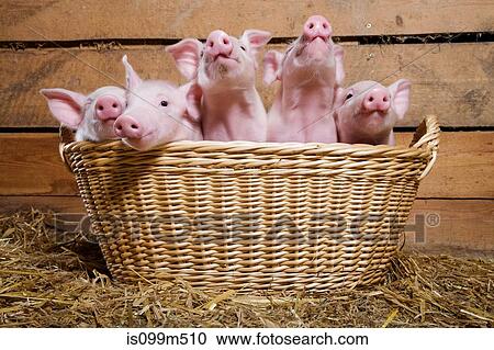 Five piglets in basket View Large Photo Image Stock Image - Five piglets in basket. Fotosearch