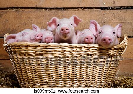Five piglets in basket View Large Photo Image Stock Photo - Five piglets in basket. Fotosearch
