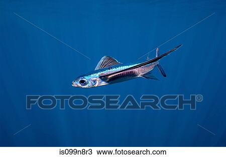 Stock Image - Flying Fish, Open Ocean. Fotosearch